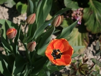 Cover image for 'Primavera 2011'