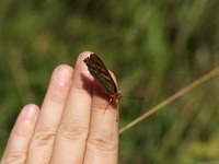 Cover image for 'Verde d'agosto'